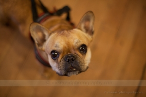 Chester French Bulldog