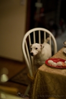 Cocoa on Chair