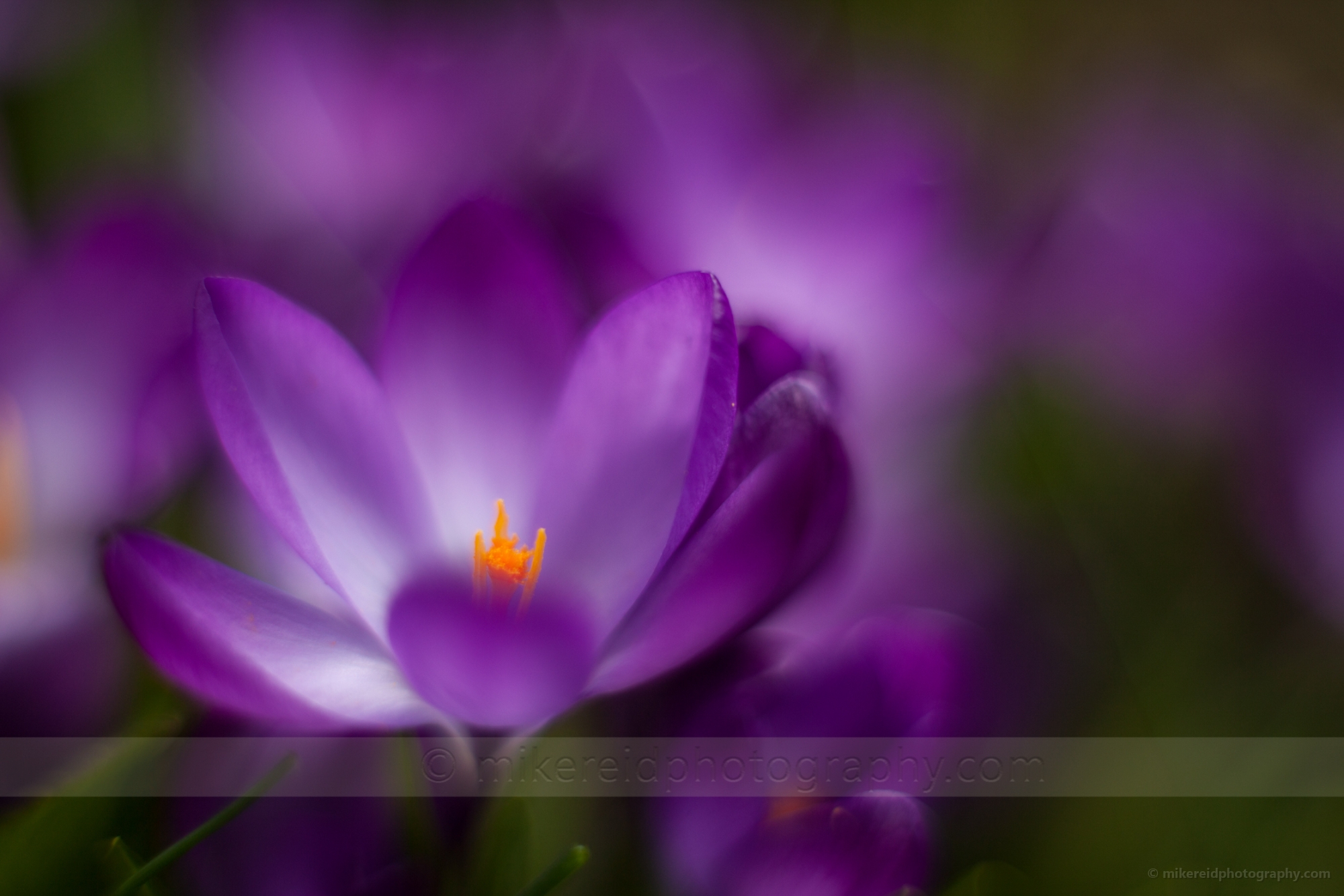 Abstract Crocus Photo.jpg 