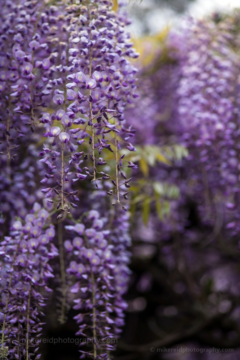 Bunch of Wisteria Purple Photography.jpg 