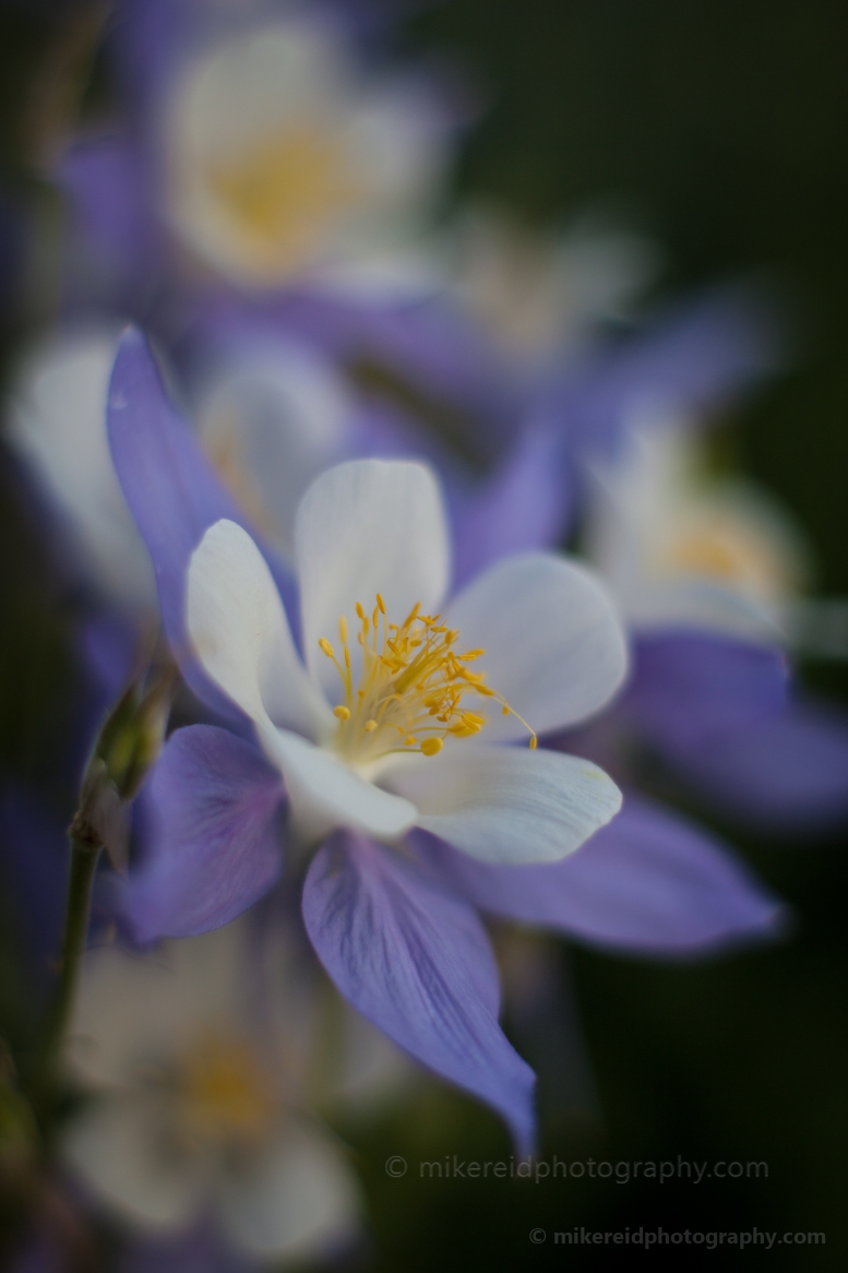 Columbine Details.jpg 