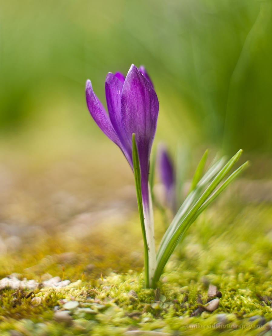 Single Purple Crocus Flower 