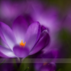 Abstract Crocus Photo To order a print please email me at  Mike Reid Photography : Flower, flowers, floral, floral photography, thin dof, abstract photography, beauty, poetic, zeiss, reid, beautiful flowers, stunning, colorful, impressionistic, soft focus