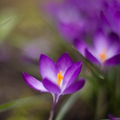 Beautiful Garden Photo To order a print please email me at  Mike Reid Photography : Flower, flowers, floral, floral photography, thin dof, abstract photography, beauty, poetic, zeiss, reid, beautiful flowers, stunning, colorful, impressionistic, soft focus
