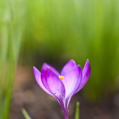 Crocus Abstract Photo To order a print please email me at  Mike Reid Photography : Flower, flowers, floral, floral photography, thin dof, abstract photography, beauty, poetic, zeiss, reid, beautiful flowers, stunning, colorful