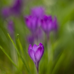 Crocus Bokeh To order a print please email me at  Mike Reid Photography : Flower, flowers, floral, floral photography, thin dof, abstract photography, beauty, poetic, zeiss, reid, beautiful flowers, stunning, colorful