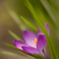 Crocus Movement To order a print please email me at  Mike Reid Photography : Flower, flowers, floral, floral photography, thin dof, abstract photography, beauty, poetic, zeiss, reid, beautiful flowers, stunning, colorful, artistic flower photography, artistic flowers, fine art flower photography, crocus, 1.2