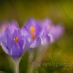 Crocus Painting To order a print please email me at  Mike Reid Photography : Flower, flowers, floral, floral photography, thin dof, abstract photography, beauty, poetic, zeiss, reid, beautiful flowers, stunning, colorful, artistic flower photography, artistic flowers, fine art flower photography