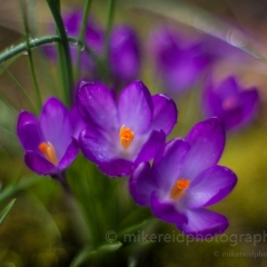 Crocus Rainstorm To order a print please email me at  Mike Reid Photography