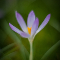 Delicate Flower To order a print please email me at  Mike Reid Photography : Flower, flowers, floral, floral photography, thin dof, abstract photography, beauty, poetic, zeiss, reid, beautiful flowers, stunning, colorful, artistic flower photography, artistic flowers, fine art flower photography, crocus, soft flowers, spring flowers