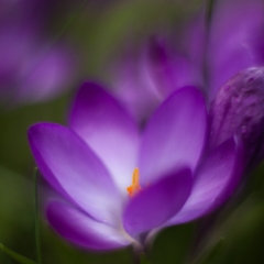 Delicate Purple Crocus Flowers