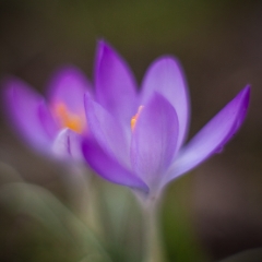 Dreamy Crocus Flower Photography