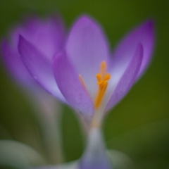 Dreamy Crocus Flowers To order a print please email me at  Mike Reid Photography : Flower, flowers, floral, floral photography, thin dof, abstract photography, beauty, poetic, zeiss, reid, beautiful flowers, stunning, colorful, artistic flower photography, artistic flowers, fine art flower photography, crocus, soft flowers, spring flowers