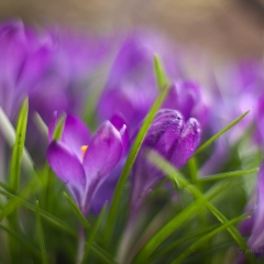 Group of Purple Crocus Flowers