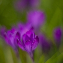 Impressionist Crocus To order a print please email me at  Mike Reid Photography : Flower, flowers, floral, floral photography, thin dof, abstract photography, beauty, poetic, zeiss, reid, beautiful flowers, stunning, colorful, impressionistic, soft focus