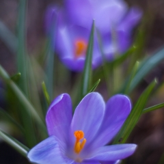 Morning Crocus Glow To order a print please email me at  Mike Reid Photography