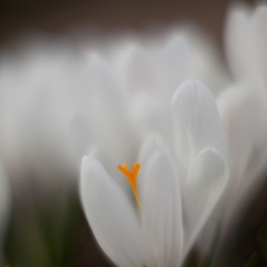 One Stamen To order a print please email me at  Mike Reid Photography : Flower, flowers, floral, floral photography, thin dof, abstract photography, beauty, poetic, zeiss, reid, beautiful flowers, stunning, colorful, artistic flower photography, artistic flowers, fine art flower photography, crocus, 1.2