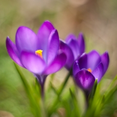 Purple Crocus Abstract Flower Photos