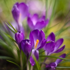 Purple Crocus Flowers Photo Lots of movement and drama here. Crocus blooms are the first sign of spring to me