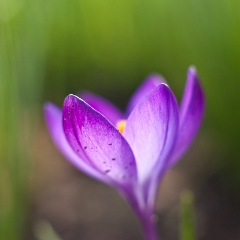 Purple Crocus Soft Petals