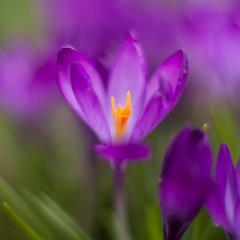 Radiant Purple Crocus To order a print please email me at  Mike Reid Photography