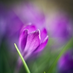 Single Purple Crocus Flower Image