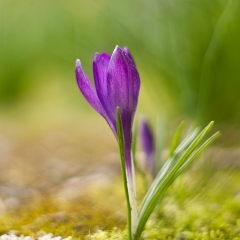 Single Purple Crocus Flower To order a print please email me at  Mike Reid Photography : Flower, flowers, floral, floral photography, thin dof, abstract photography, beauty, poetic, zeiss, reid, beautiful flowers, stunning, colorful, artistic flower photography, artistic flowers, fine art flower photography