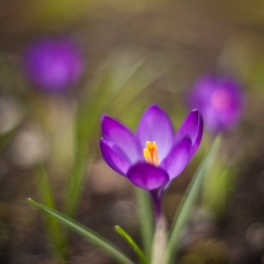 Single Purple Crocus Photo To order a print please email me at  Mike Reid Photography : Flower, flowers, floral, floral photography, thin dof, abstract photography, beauty, poetic, zeiss, reid, beautiful flowers, stunning, colorful, artistic flower photography, artistic flowers, fine art flower photography
