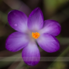 Single Radiant Crocus To order a print please email me at  Mike Reid Photography : Flower, flowers, floral, floral photography, thin dof, abstract photography, beauty, poetic, zeiss, reid, beautiful flowers, stunning, colorful, impressionistic, soft focus