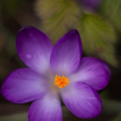 Single Radiant Flower Macro Closeup To order a print please email me at  Mike Reid Photography : Flower, flowers, floral, floral photography, thin dof, abstract photography, beauty, poetic, zeiss, reid, beautiful flowers, stunning, colorful, impressionistic, soft focus
