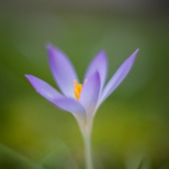 Soft Crocus Flower Photograph To order a print please email me at  Mike Reid Photography : Flower, flowers, floral, floral photography, thin dof, abstract photography, beauty, poetic, zeiss, reid, beautiful flowers, stunning, colorful, artistic flower photography, artistic flowers, fine art flower photography