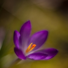 Solitary Crocus Bloom To order a print please email me at  Mike Reid Photography