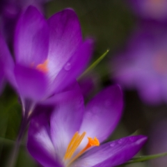 Two Beauties To order a print please email me at  Mike Reid Photography : Flower, flowers, floral, floral photography, thin dof, abstract photography, beauty, poetic, zeiss, reid, beautiful flowers, stunning, colorful, impressionistic, soft focus