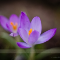 Two Purple Crocus Flowers To order a print please email me at  Mike Reid Photography : Flower, flowers, floral, floral photography, thin dof, abstract photography, beauty, poetic, zeiss, reid, beautiful flowers, stunning, colorful, artistic flower photography, artistic flowers, fine art flower photography, crocus, soft flowers, spring flowers