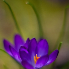 Two Purple Crocus Image To order a print please email me at  Mike Reid Photography : Flower, flowers, floral, floral photography, thin dof, abstract photography, beauty, poetic, zeiss, reid, beautiful flowers, stunning, colorful, artistic flower photography, artistic flowers, fine art flower photography