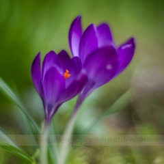Two Soft Purple Crocus Flowers To order a print please email me at  Mike Reid Photography : Flower, flowers, floral, floral photography, thin dof, abstract photography, beauty, poetic, zeiss, reid, beautiful flowers, stunning, colorful, artistic flower photography, artistic flowers, fine art flower photography