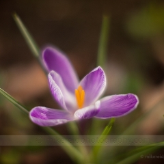 Wide Purple Crocus Closeup To order a print please email me at  Mike Reid Photography : Flower, flowers, floral, floral photography, thin dof, abstract photography, beauty, poetic, zeiss, reid, beautiful flowers, stunning, colorful, artistic flower photography, artistic flowers, fine art flower photography