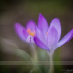 Zeiss Flowers To order a print please email me at  Mike Reid Photography : Flower, flowers, floral, floral photography, thin dof, abstract photography, beauty, poetic, zeiss, reid, beautiful flowers, stunning, colorful, artistic flower photography, artistic flowers, fine art flower photography, crocus, soft flowers, spring flowers