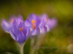 Crocus Photography
