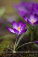 Beautiful Garden Photo