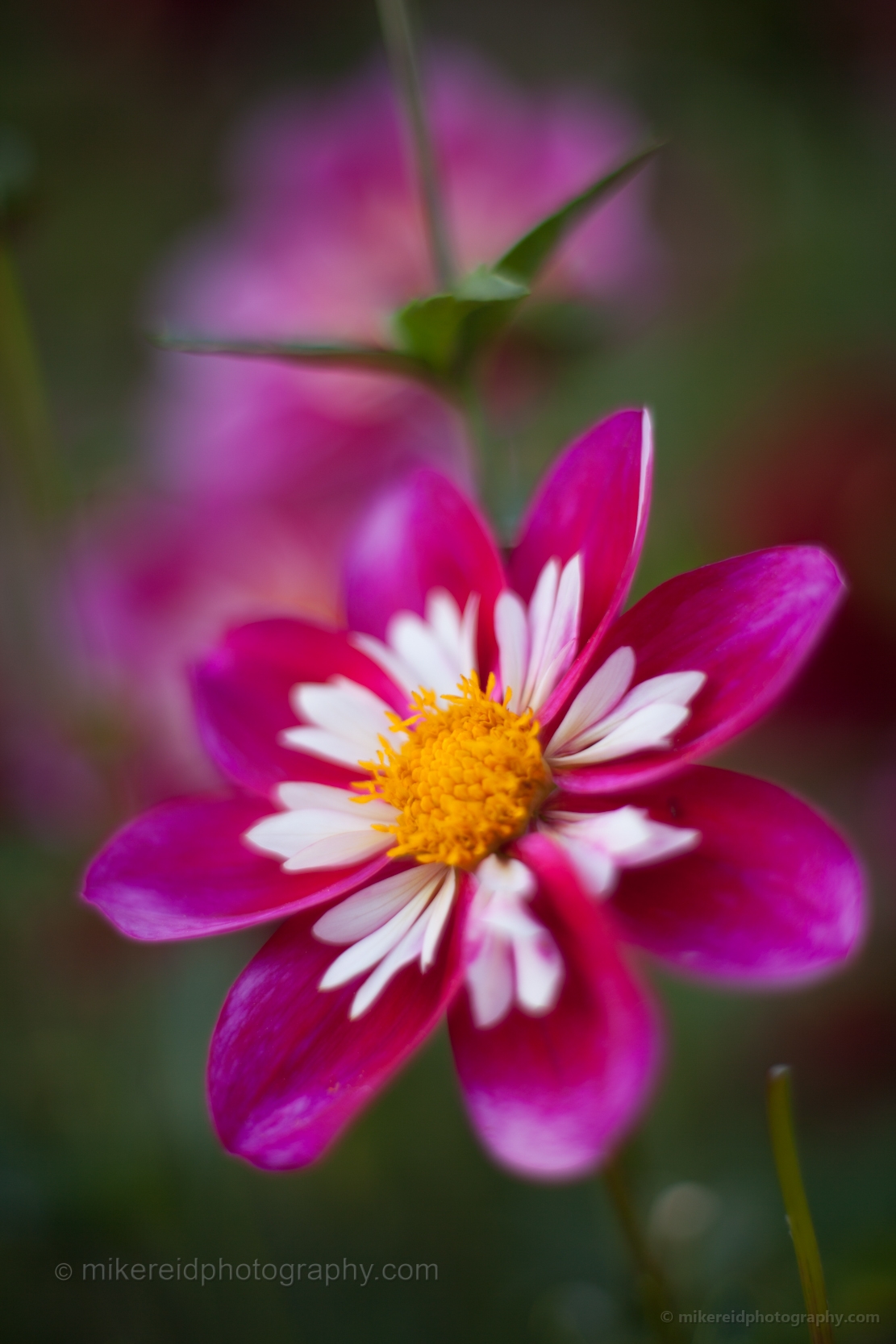 Bumble Rumble Dahlias 