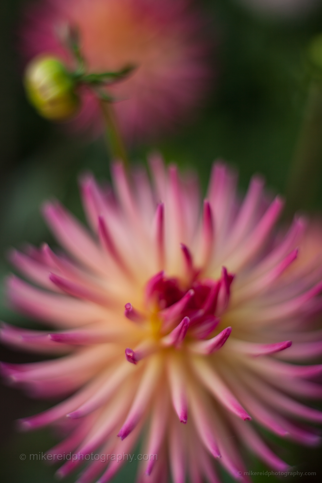 Camano Sitka Dahlia Flower 