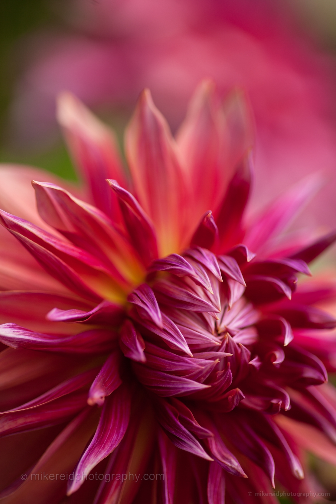 Dahlia Sunburst 