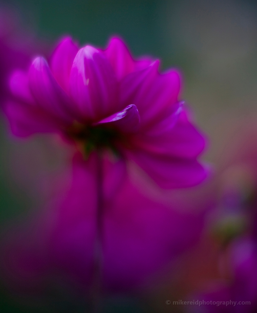 Dark Pink Flowers 