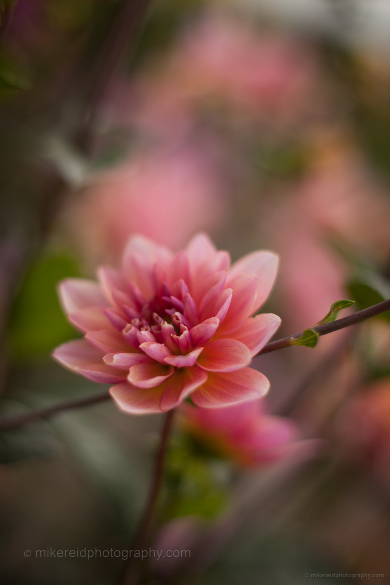 Dreamy Soft Flowers 