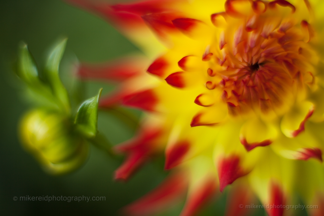 Pee Gee Dahlia Closeup 