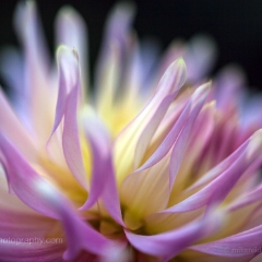 Bright Yellow Pink Burst To order a print please email me at  Mike Reid Photography : dahlia, dahlias, flower, flowers, floral, artistic flower photography, flower photography, soft, flower poetry, floral poetry, spring colors, blooms, artistic floral photography, canon, zeiss, bokeh, reid, dreamy, painterly, impressionistic