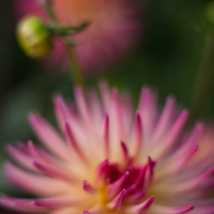 Camano Sitka Dahlia Flower To order a print please email me at  Mike Reid Photography : dahlia, dahlias, flower, flowers, floral, artistic flower photography, flower photography, soft, flower poetry, floral poetry, spring colors, blooms, artistic floral photography, canon, zeiss, bokeh, reid, dreamy, painterly, impressionistic