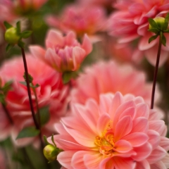 Cluster of Dahlia Blooms To order a print please email me at  Mike Reid Photography