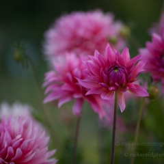 Cluster of Pink Dahlias To order a print please email me at  Mike Reid Photography : dahlia, dahlias, flower, flowers, floral, artistic flower photography, flower photography, soft, flower poetry, floral poetry, spring colors, blooms, artistic floral photography, canon, zeiss, bokeh, reid, dreamy, painterly, impressionistic, zeiss 50mm ze, canon 85mm f/1.2, dof shots, closeup, flower macro